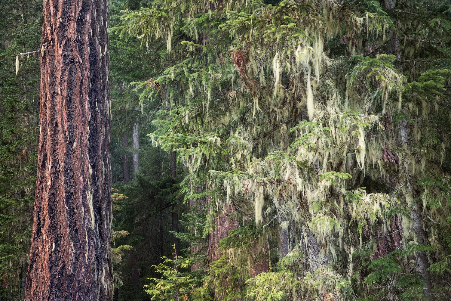 lichens hang from large trees in old growth temperate rainforest in Mount Rainier National Park