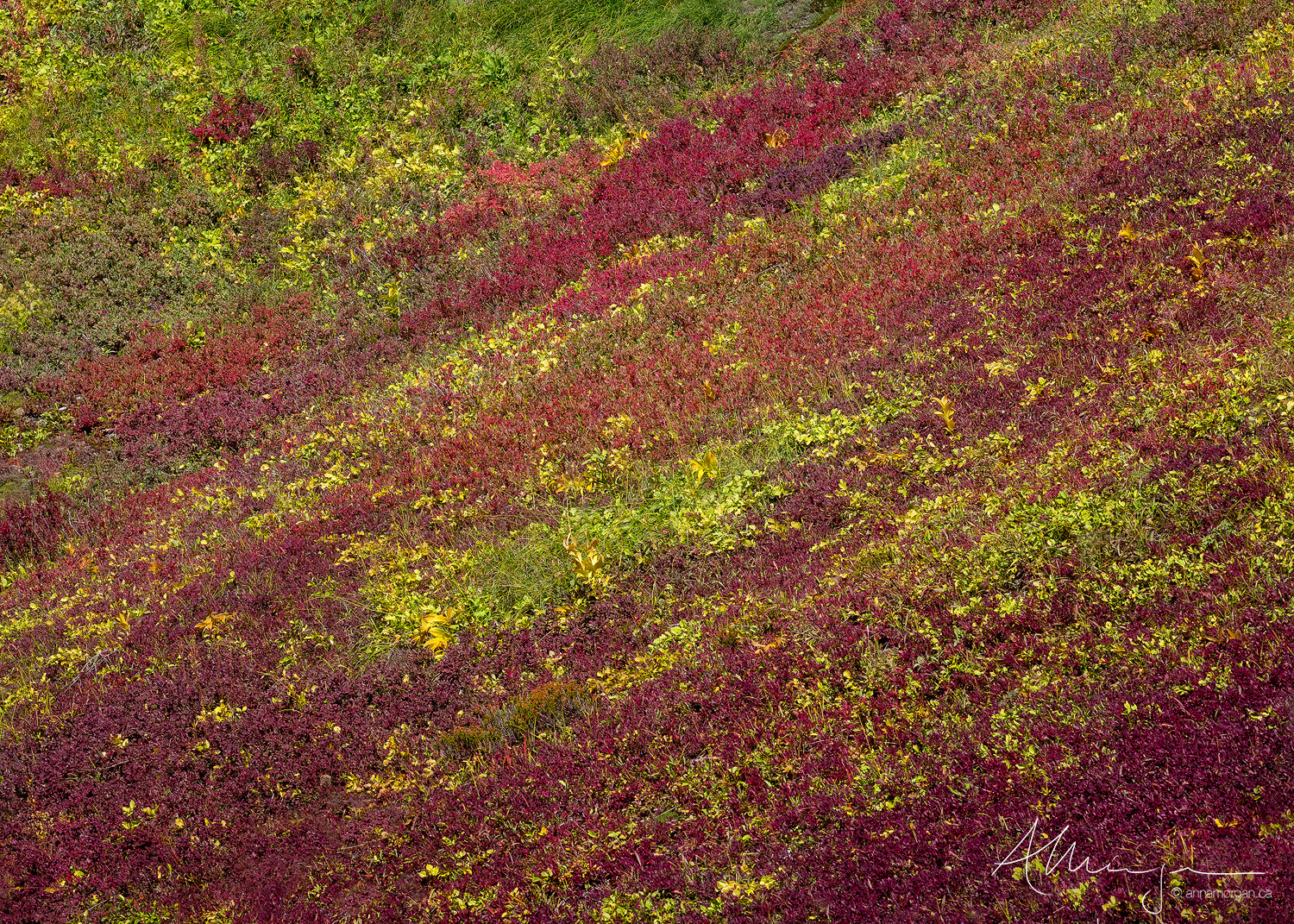 Scarlet and Gold colours blanketthe slopes of the mountains in the North Cascades National Park in Autumn