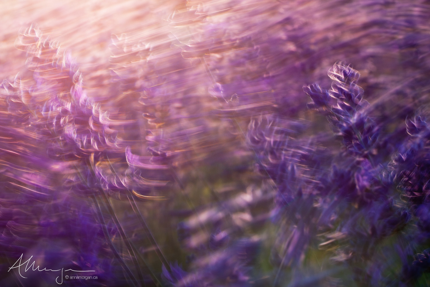 A long exposure of lavender plants at sunset shows the purple flowers swaying in the breeze