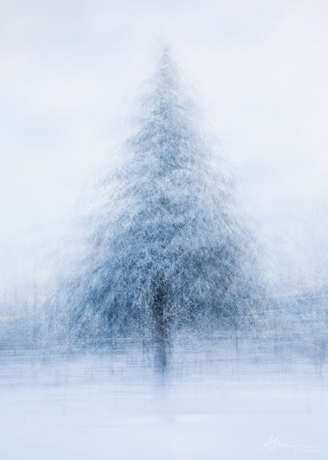 Seasonal Spirit A Pep Ventosa technique image of a large Douglas fir under snow