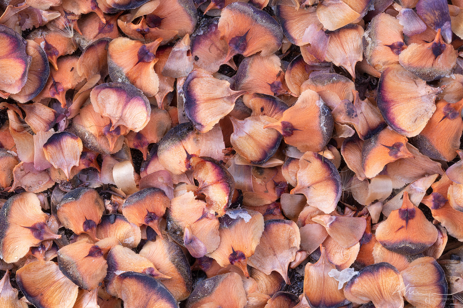 Seedfall
