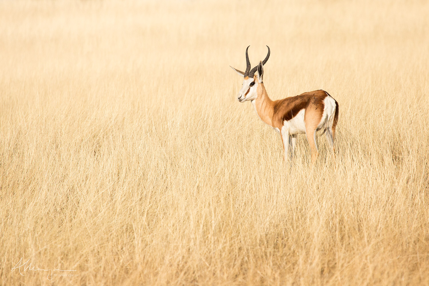 A Springbok stands quietly in the arid grasslands of the Kalahari Desert in Namibia.