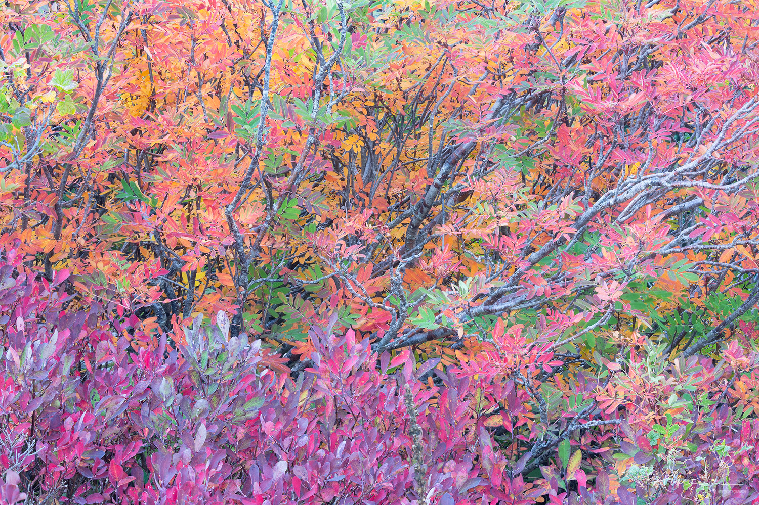 Subalpine Autum