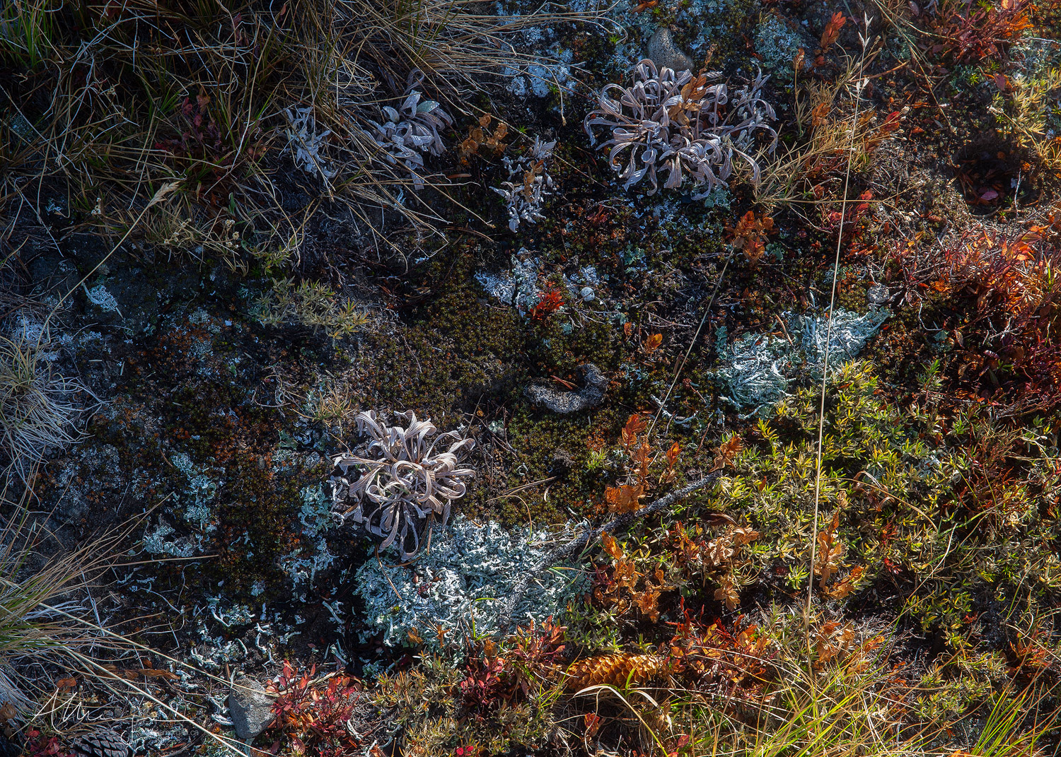 Lichens, mosses and grasses in an alpine glacial boulder field