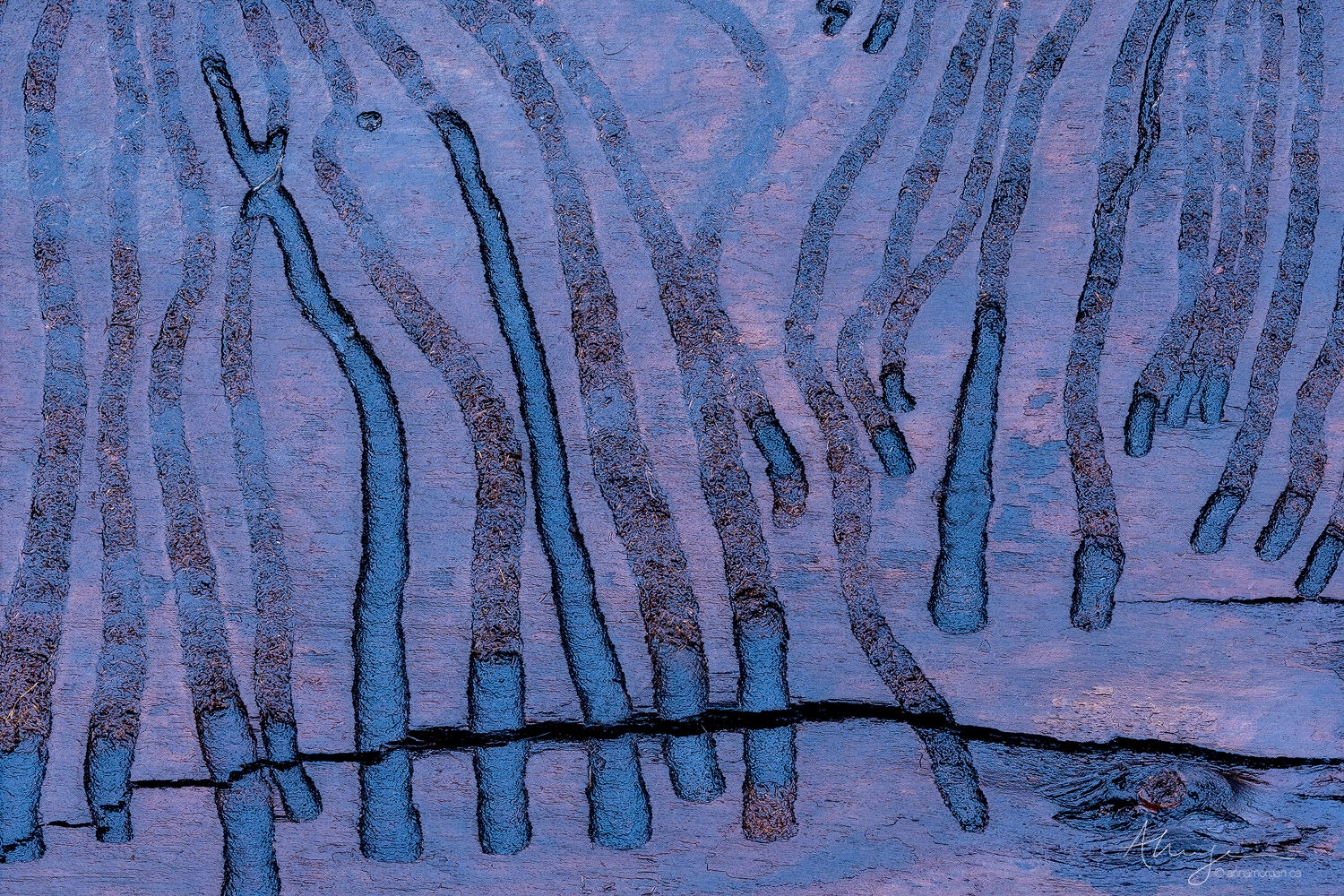 Tentacular