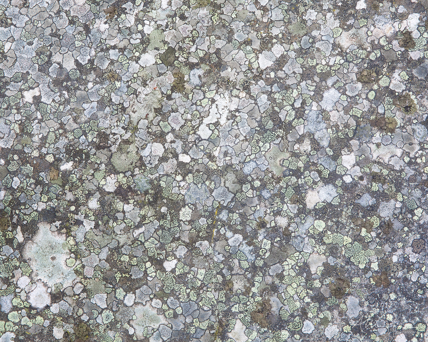 lichens colonise and completely cover a rock in Jasper National Park with a display of many shades of green