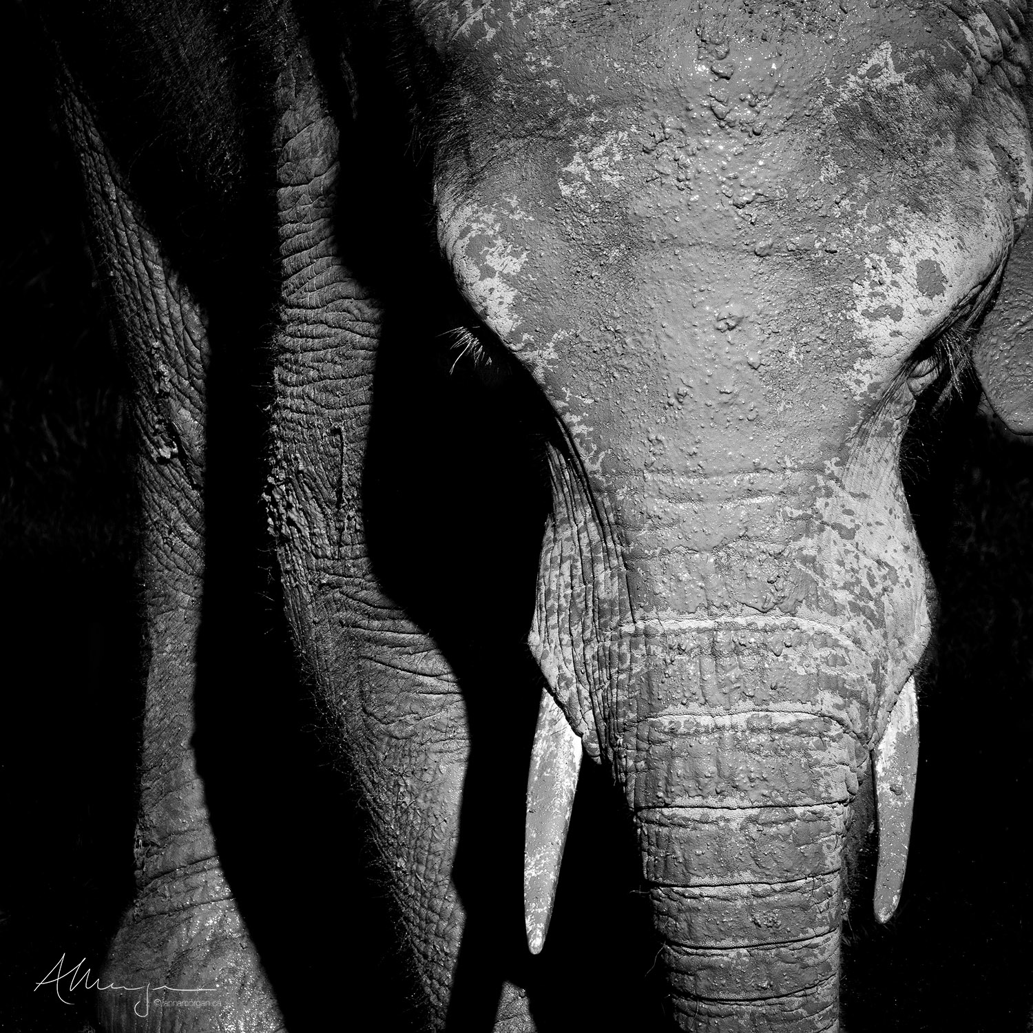 Monochrome close up image of an elephant