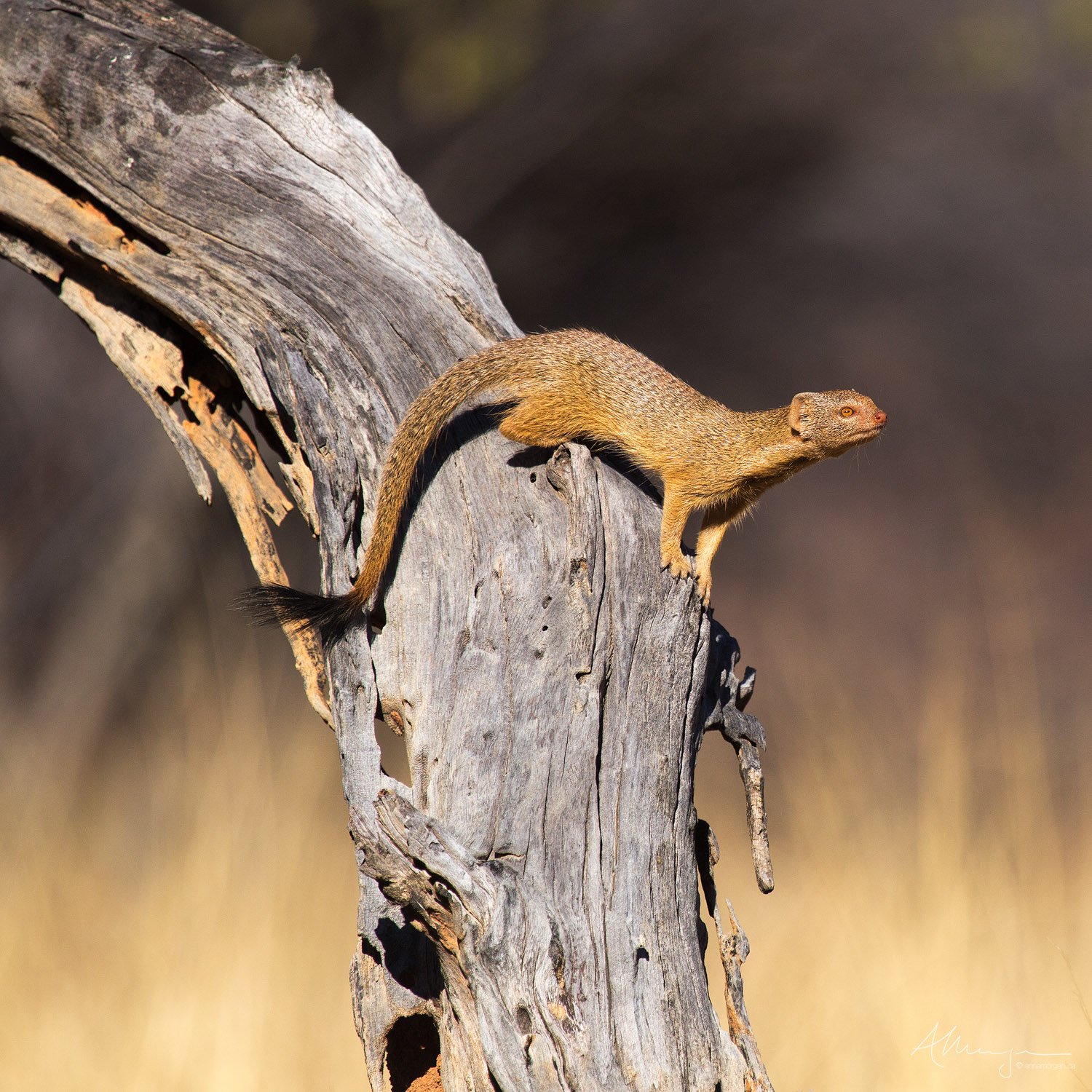 A slender Mongoose perches on an Acacia tree in the Kalahari desert of Namibia.