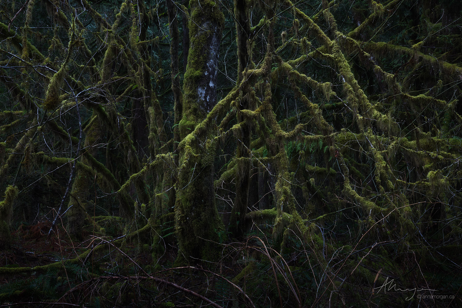 The twisted, spreading limbs of a vine maple in Winter in Golden Ears Provincial Park, British Columbia.