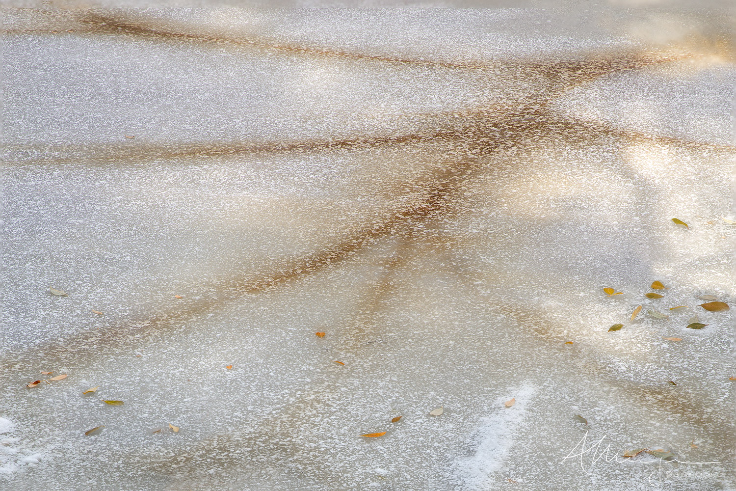 Dendritic pattern forming in frozen water recalls the shape of leaf veins