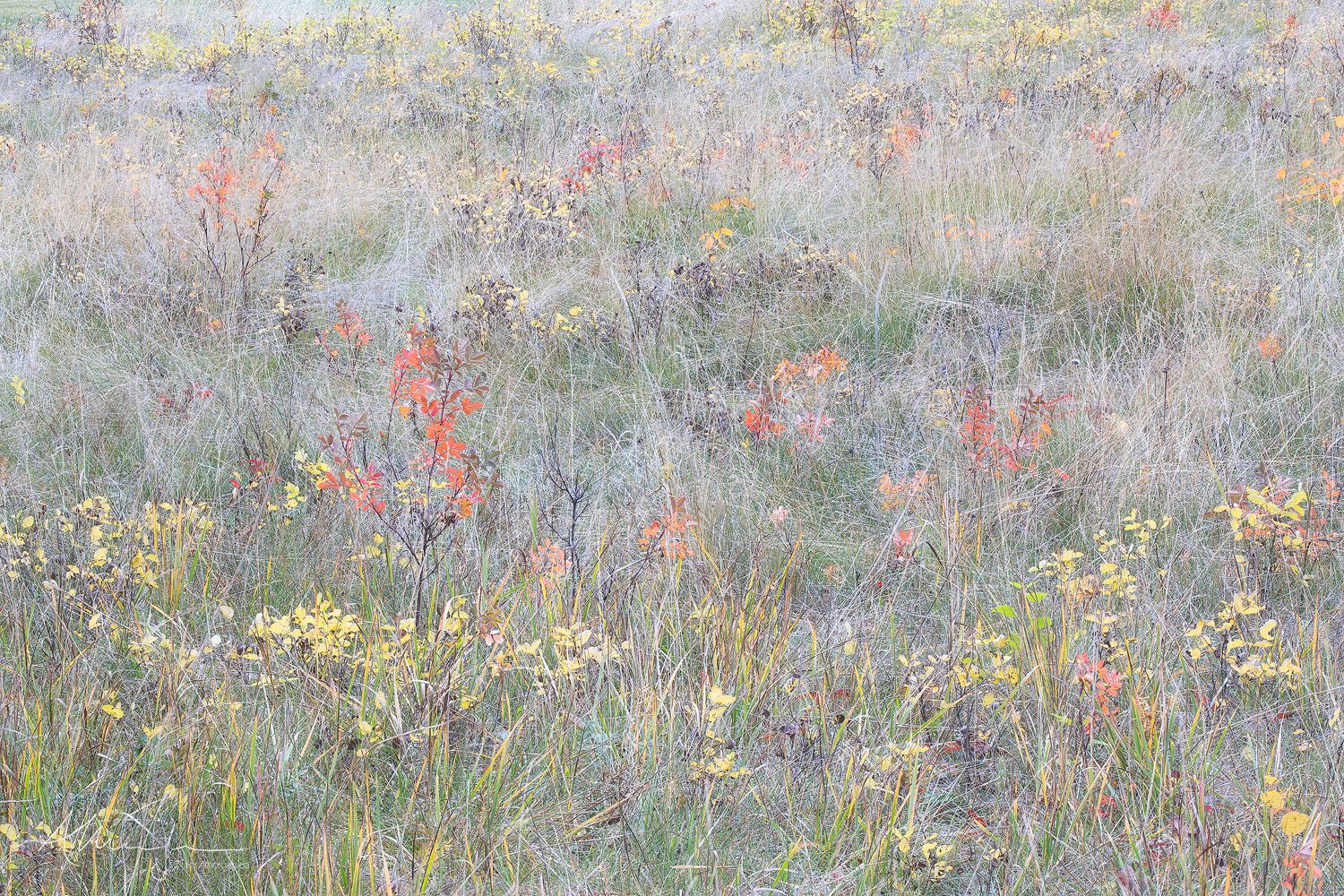 Delicate and poetic grasses and autumn wild roses in Jasper National Park