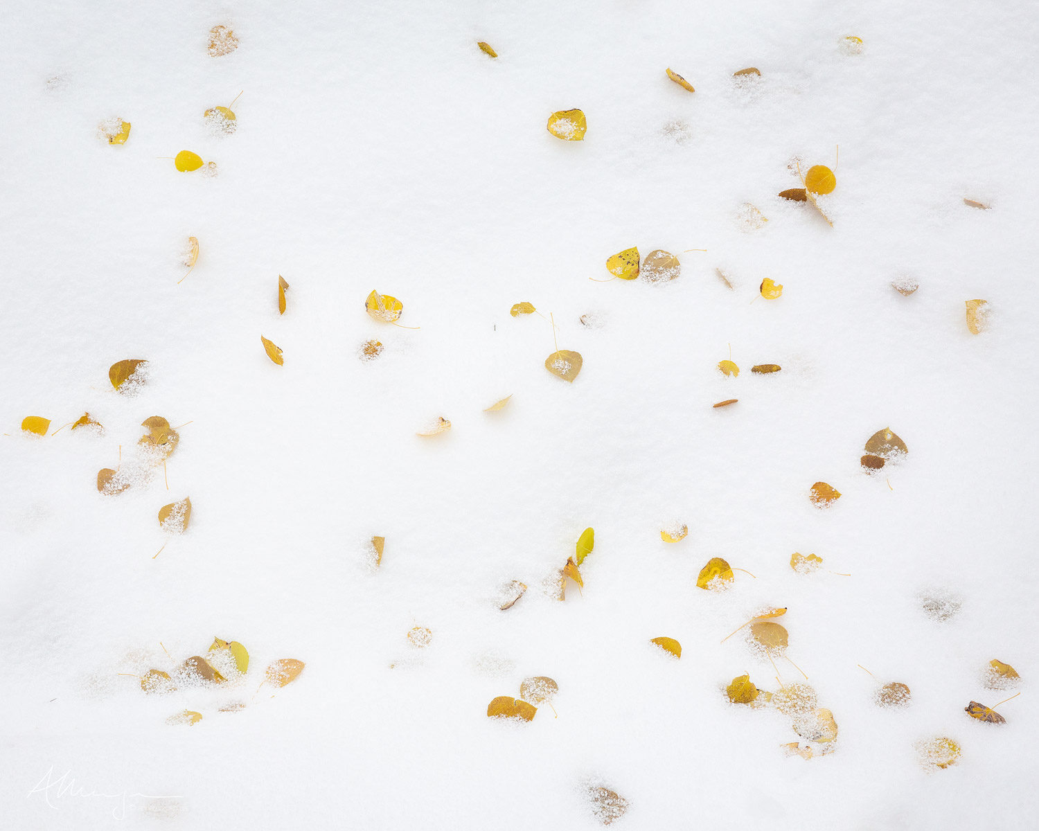 Autumn leaves buried under an early winter snow.  