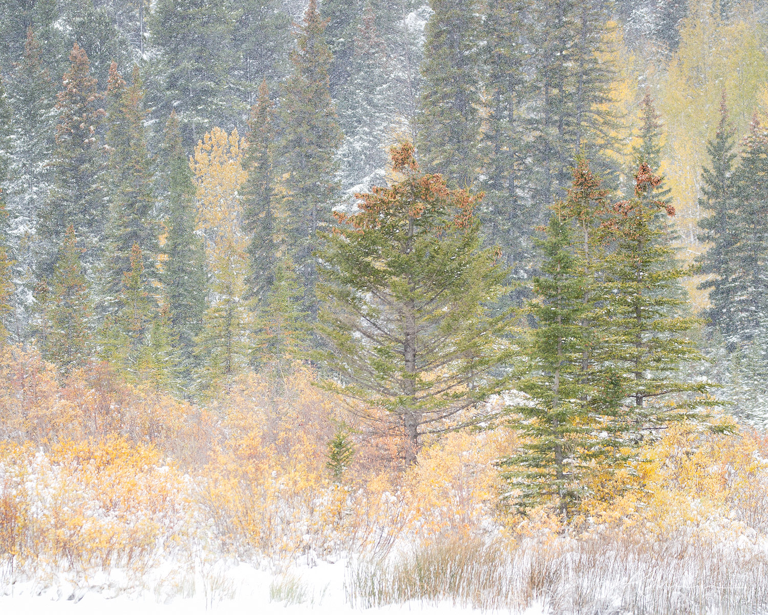 An early winter snowstorm with trees still in Autumn colour, in Banff National Park, Alberta