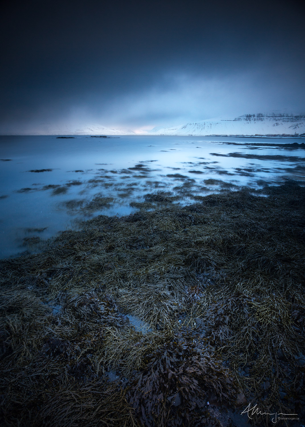 A cloudy and moody blue hour on the coast near Kirkjufell mountain in Iceland at low tide with sea weed and kelp exposed on the shoreline