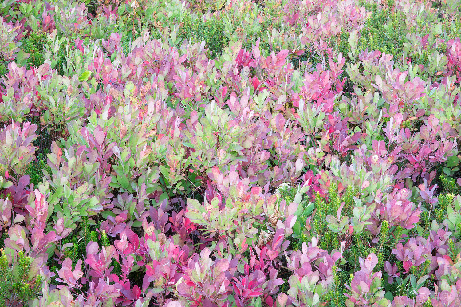 Variegated
