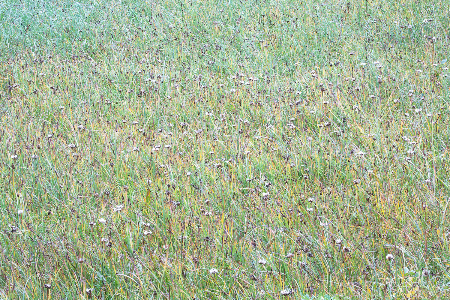 Verdant Grasses